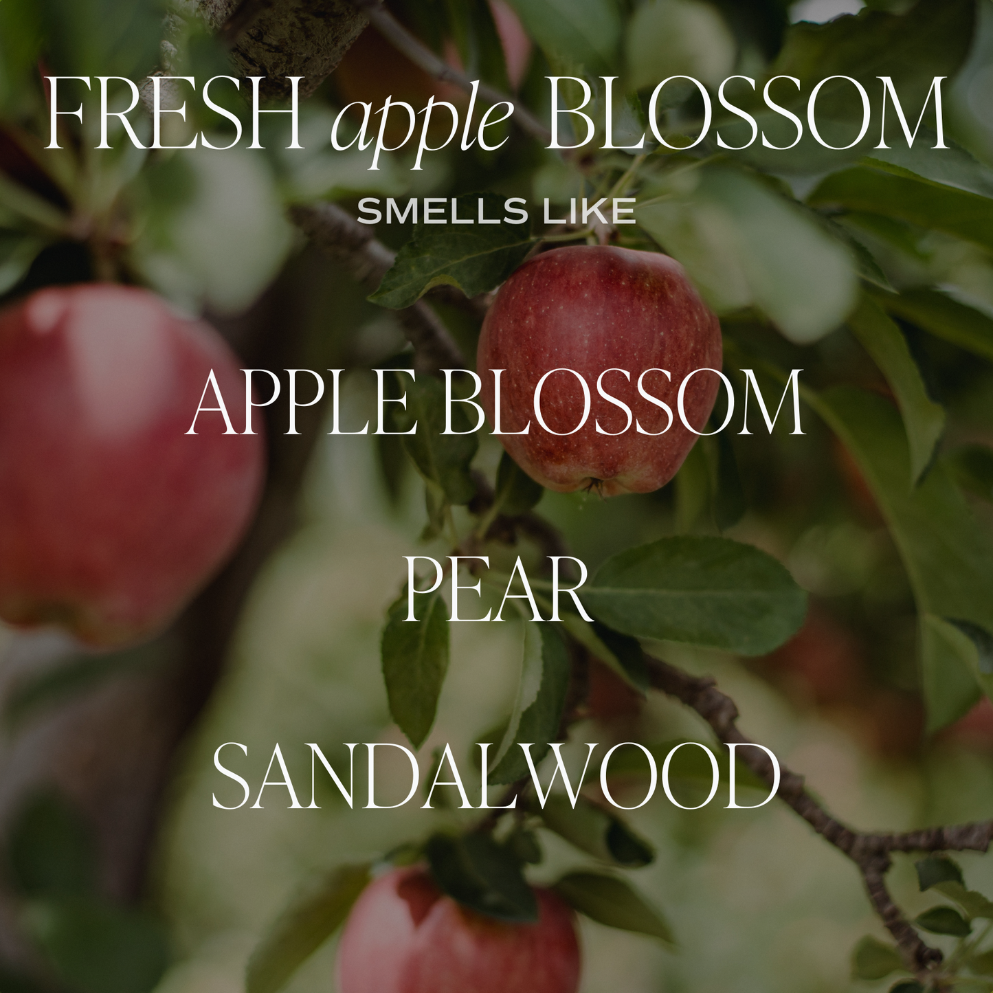 Fresh Apple Blossom 9 oz Soy Candle