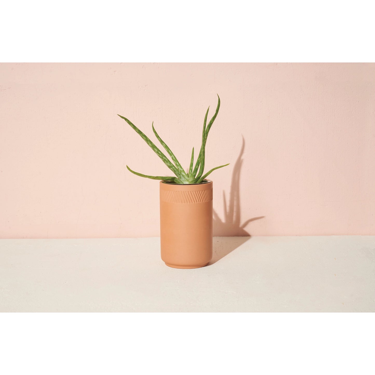 Terracotta Kit - Aloe